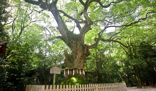Giant Camphor Tree